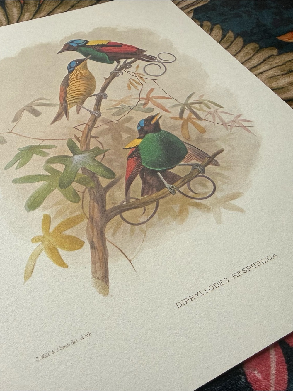 Vintage-Style Birds of Paradise Art Print 8.5x11